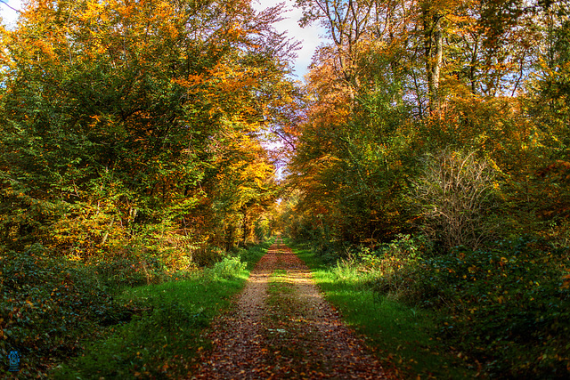 Saison d'automne