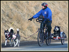 Sled Dog Training.