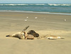 #5 Sea lions games at Surat Bay