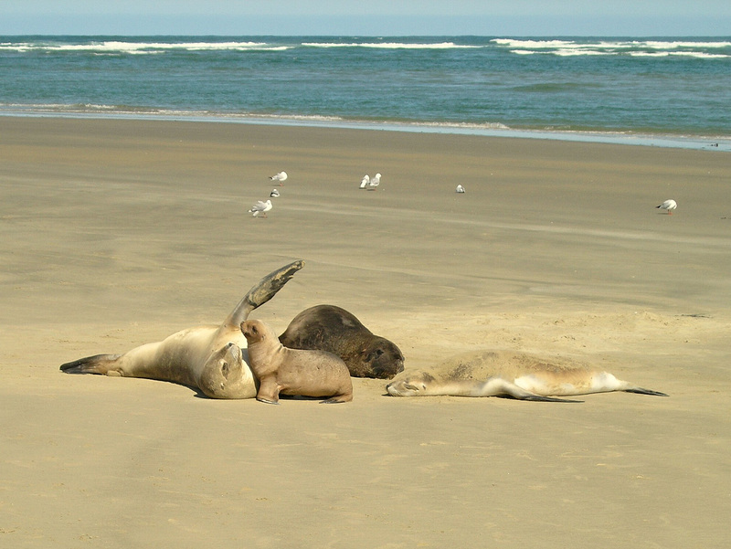 #5 Sea lions games at Surat Bay