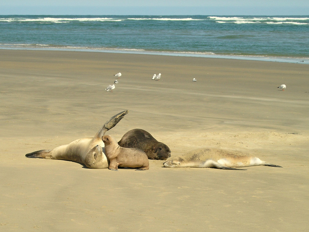 #5 Sea lions games at Surat Bay