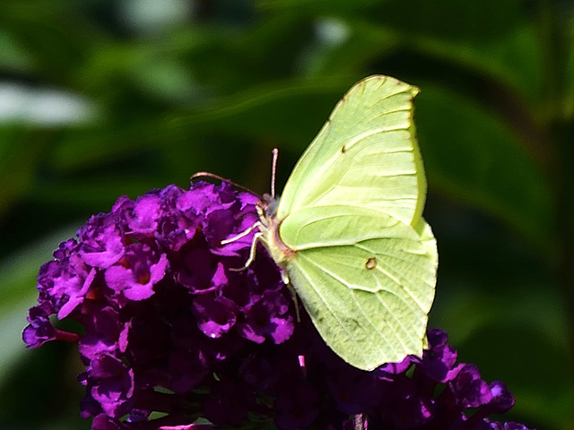 Brimstone (Gonepteryx rhamni) DSB 1393