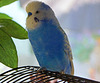 lovebird Loeki