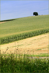 Tree on the Top of the Field...