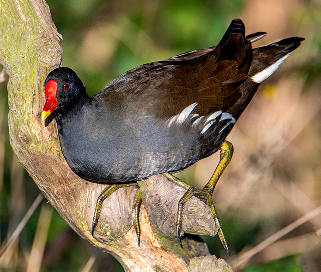 Moorhen