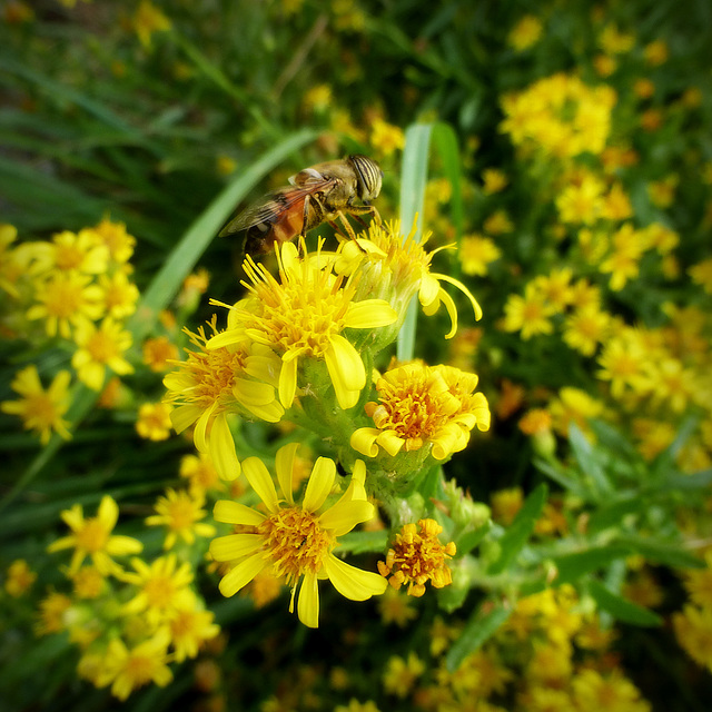 Syrphidae ... ID ???