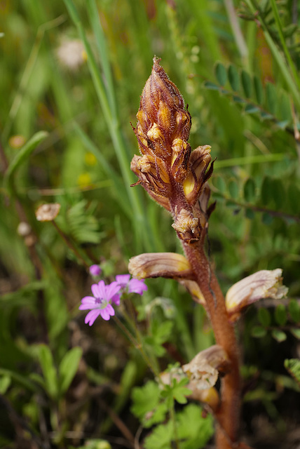 Orobanche minor, Lamiales