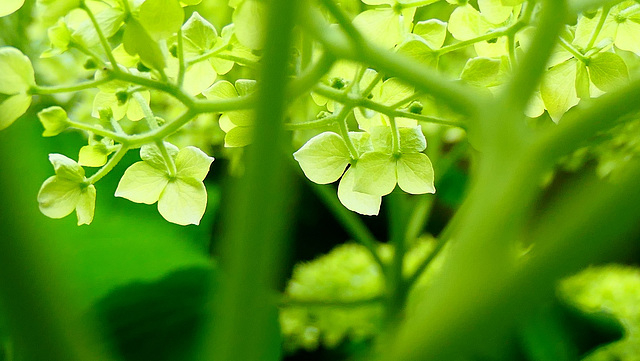 L'Hydrangea...