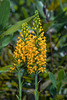 Platanthera cristata (Crested Fringed orchid)