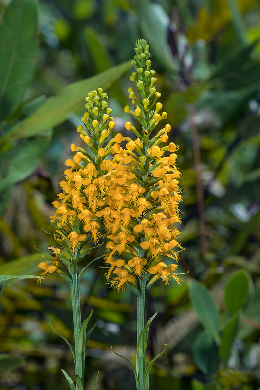 Platanthera cristata (Crested Fringed orchid)