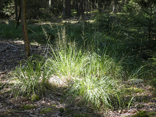 Gräser im Wald