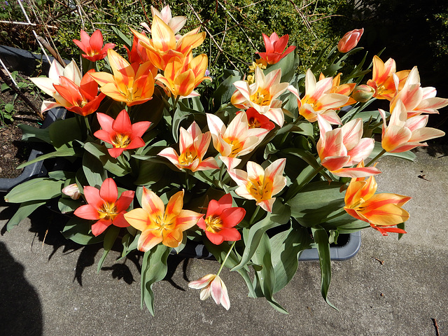 Die  Farbenpracht der Tulpen