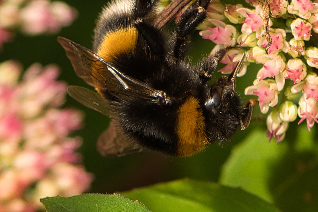 Hummel