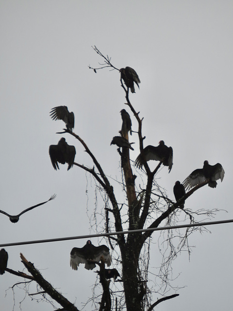 Black vultures drying in the morning