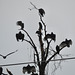 Black vultures drying in the morning