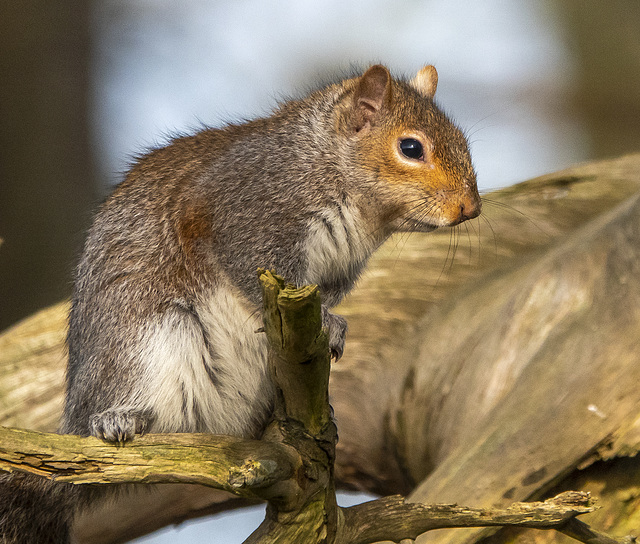 Squirrel