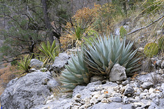 Havard's Agave