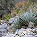 Havard's Agave