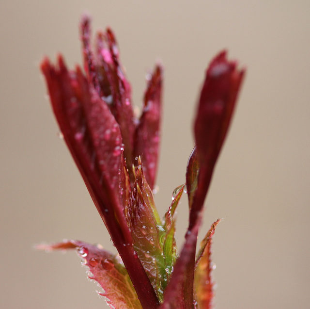 premières feuilles du rosier