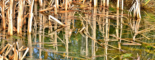 In the Dipping Pond