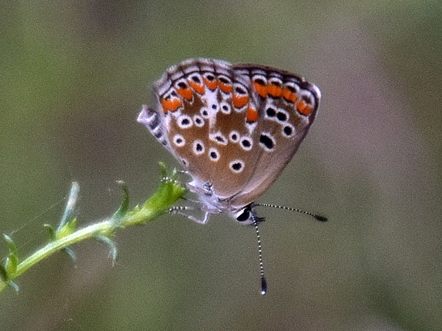 Brown Argus (Aricia agestis) DSB 0702