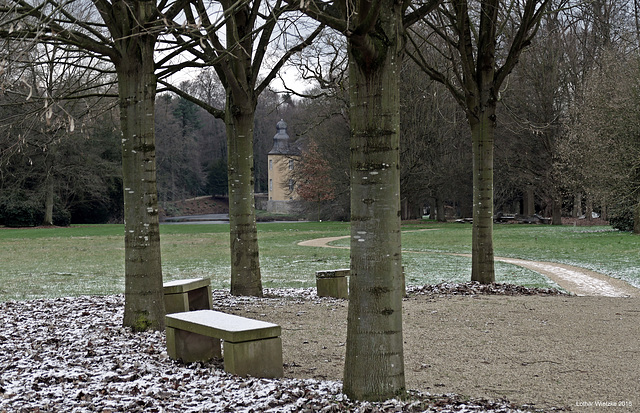 Junge Buchen im Schlosspark