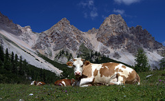 Alpe Fanes - Grass Level