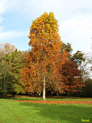 parc du chateau de CHANGE