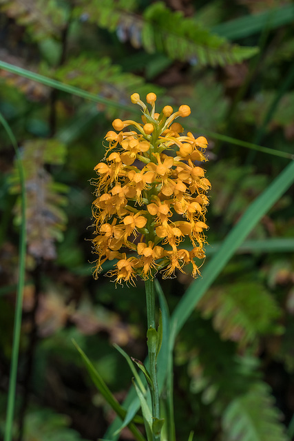 Platanthera cristata (Crested Fringed orchid)