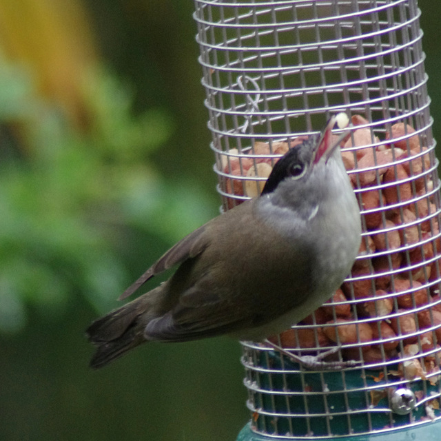 Blackcap