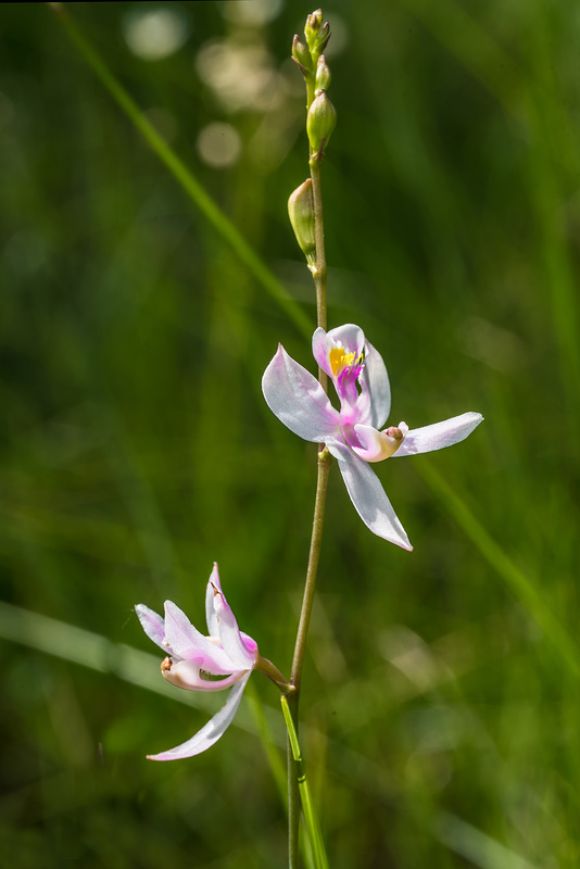 Calopogon pallidus (Pale Grass-pink orchid)