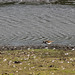Common Sandpiper at Wath Ings hide