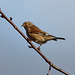 Linnet