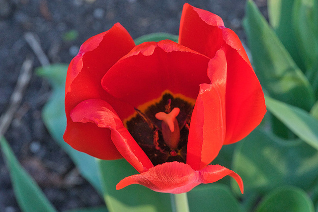 brilliant tulip