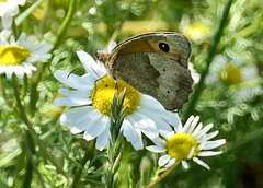 Ochsenauge auf Kamillenblüte