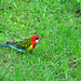 140/365 2025 Eastern Rosella