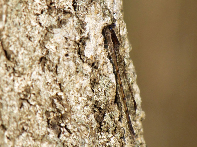 Common Winter Damselfly m (Sympecma fusca) 01-04-2011 07-21-55