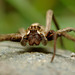 Nursery Web Spider (Pisaura mirabilis).