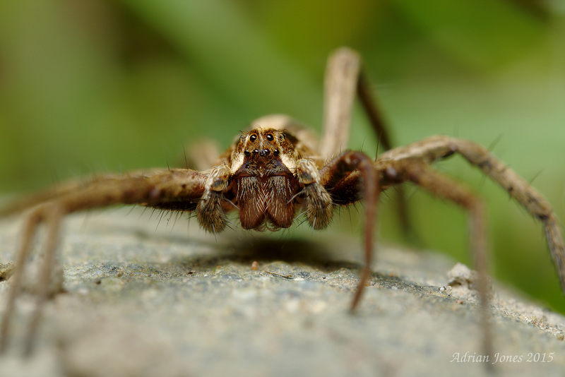 Nursery Web Spider (Pisaura mirabilis).