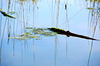 Floating in the Dipping Pond