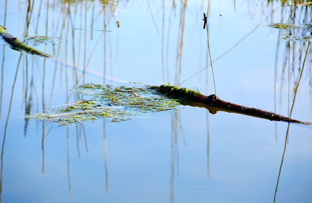 Floating in the Dipping Pond