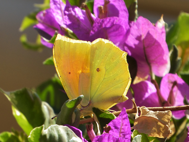 Cleopatra (Gonepteryx cleopatra) DSB 1105