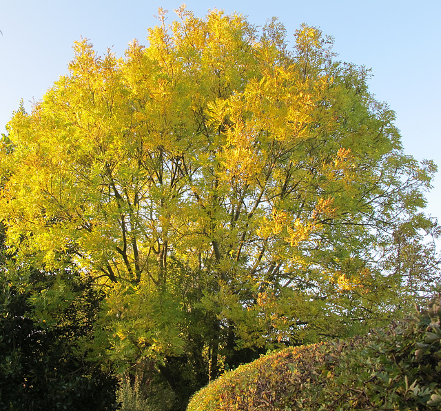 Feuillage d'automne / Yorkshire autumn foliage