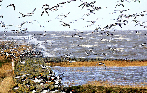 Austernfischer an der Nordsee