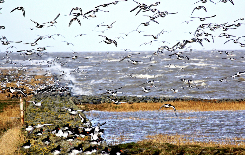 Austernfischer an der Nordsee