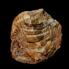 Agate , calcédoine rubanée  (6)