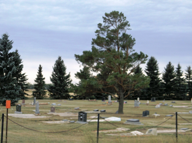Sapins funéraires / Funerary Xmas trees