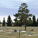 Sapins funéraires / Funerary Xmas trees