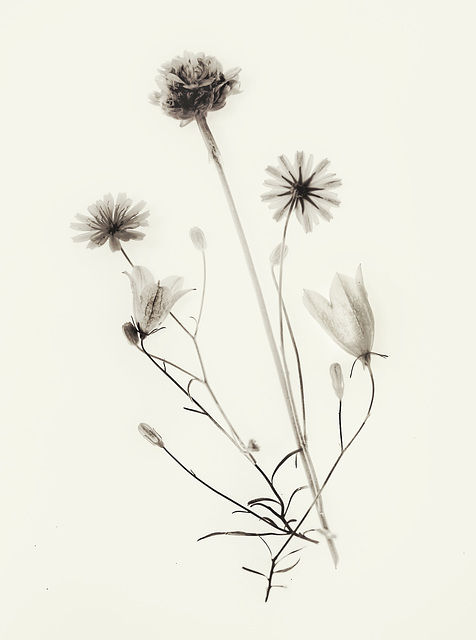 wild flowers mono