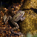 Apnée statique , un nouveau  record battu par madame Grenouille !